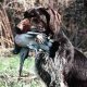 <h1 style="font-size: 12px">Cani da Caccia: La fierezza di questo stupendo Bracco Tedesco con il suo ambito trofeo..</h1>